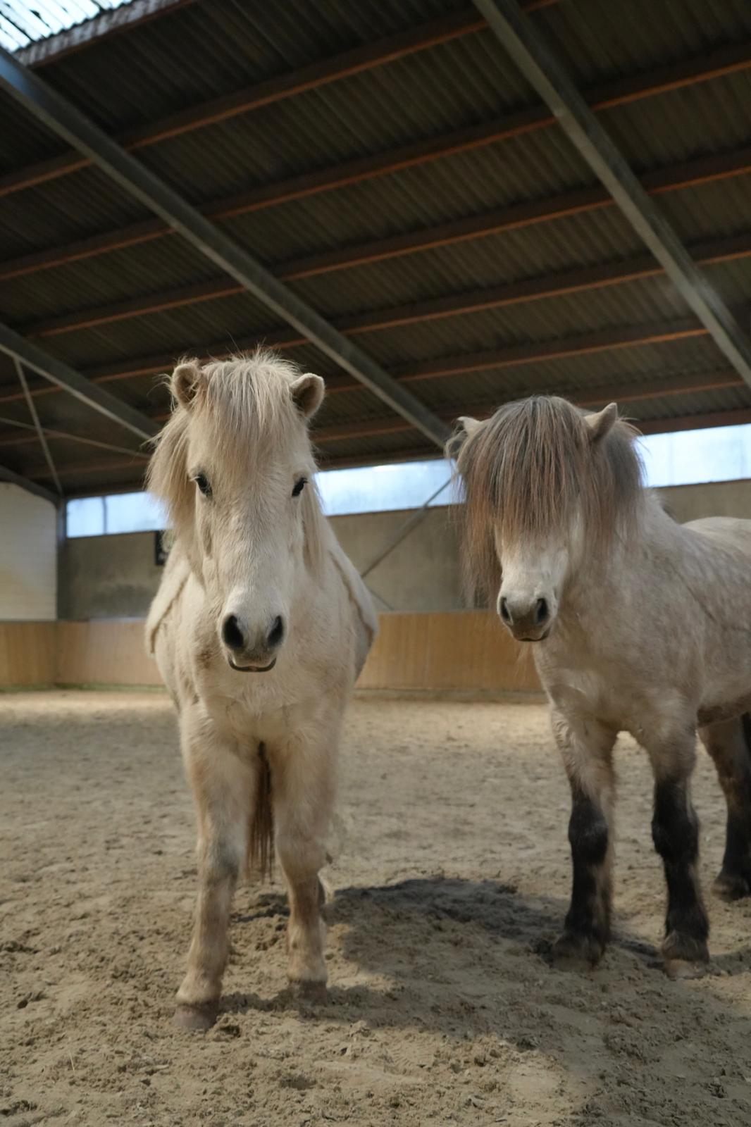 Paardencoaching Réson